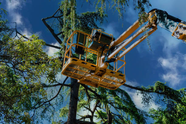 The Steps Involved in Our Tree Care Process in Inverness Highlands North, FL